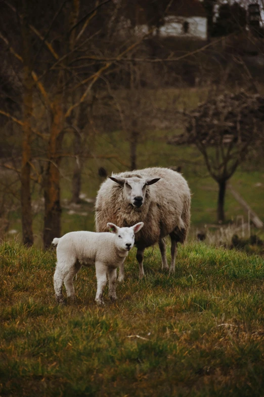 two sheep are in the grass with one adult