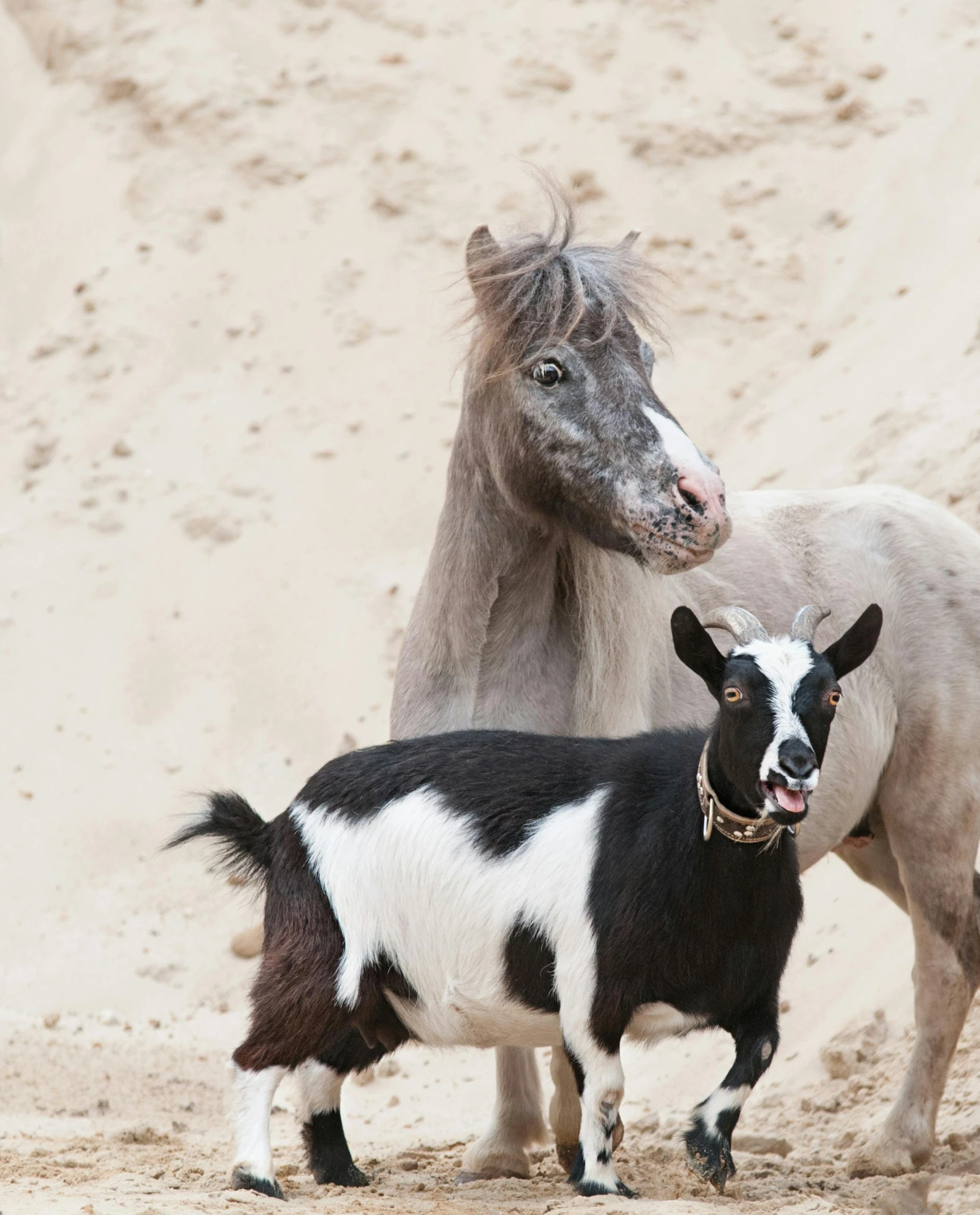 two small black and white goats standing on a beach