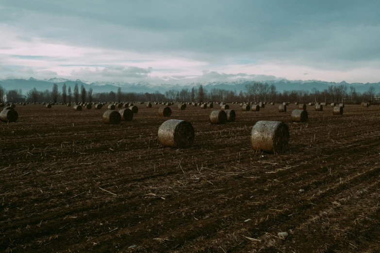 round bales of hay in an open field