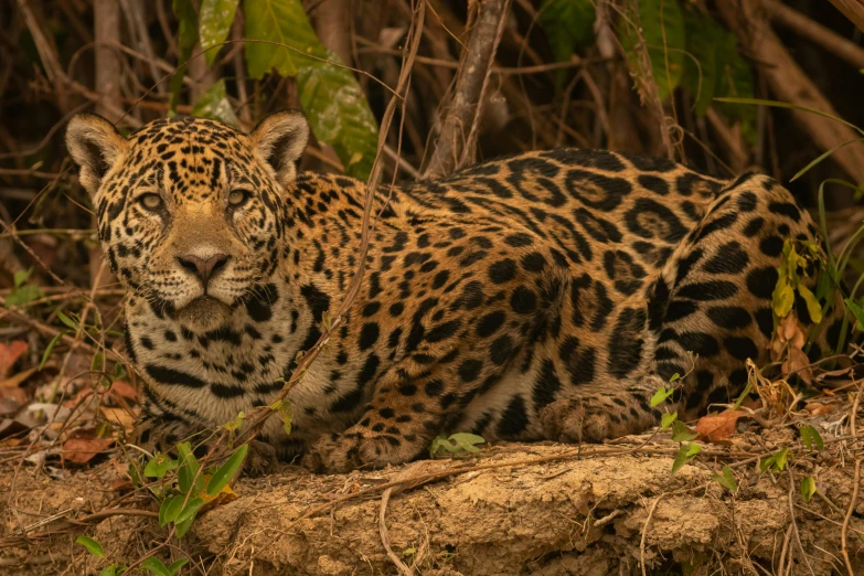 a leopard sitting in some brush near trees