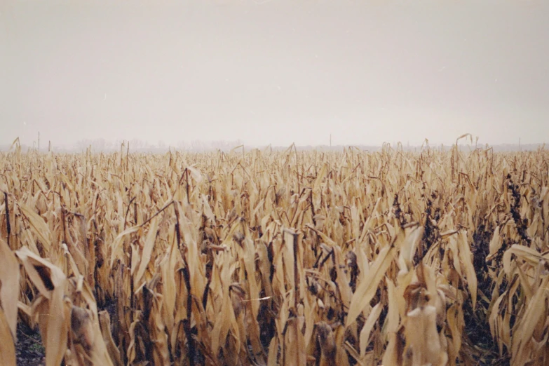 a field of wheat is shown with light and dark clouds