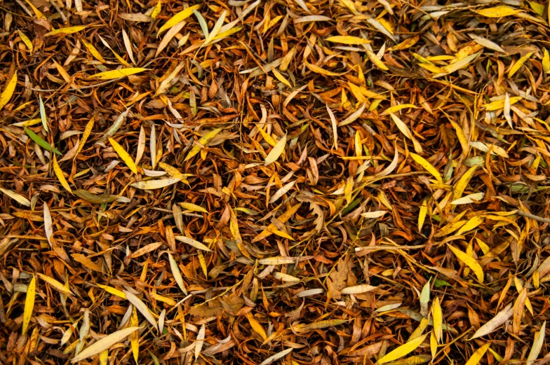 a very close up view of leaves and grass