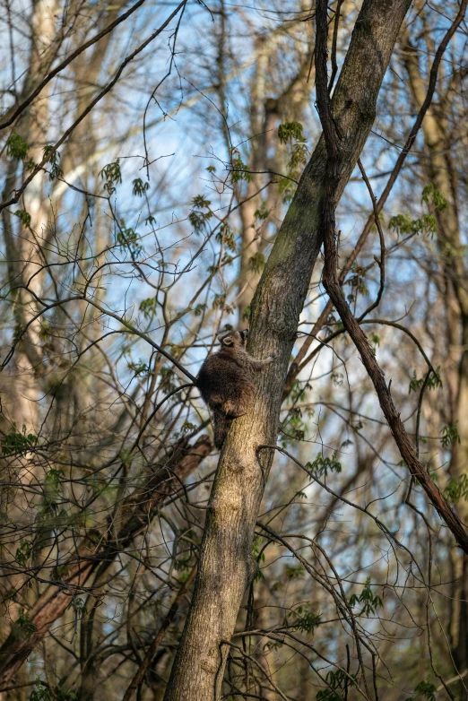 an image of a tree with the nches missing