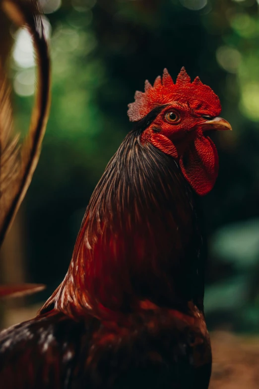 a chicken standing next to some green trees