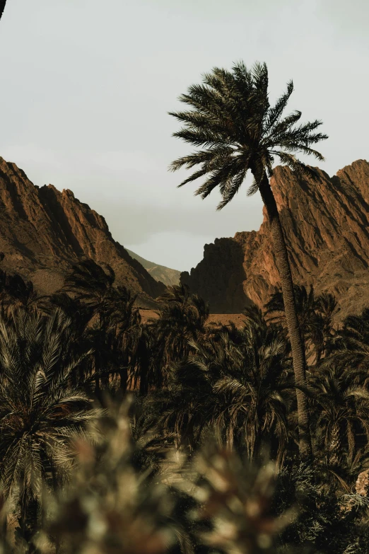 a po of a mountain with some palm trees in it