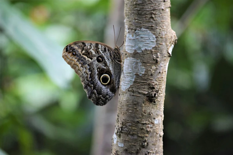 a bird sits on the back end of a tree