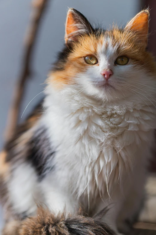 a brown and white cat is looking up at soing