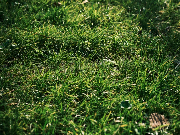 a close up view of grass that has been cut open