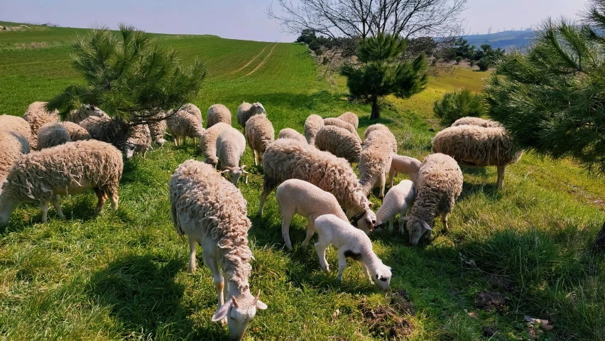 a flock of sheep grazing on the grass in the open