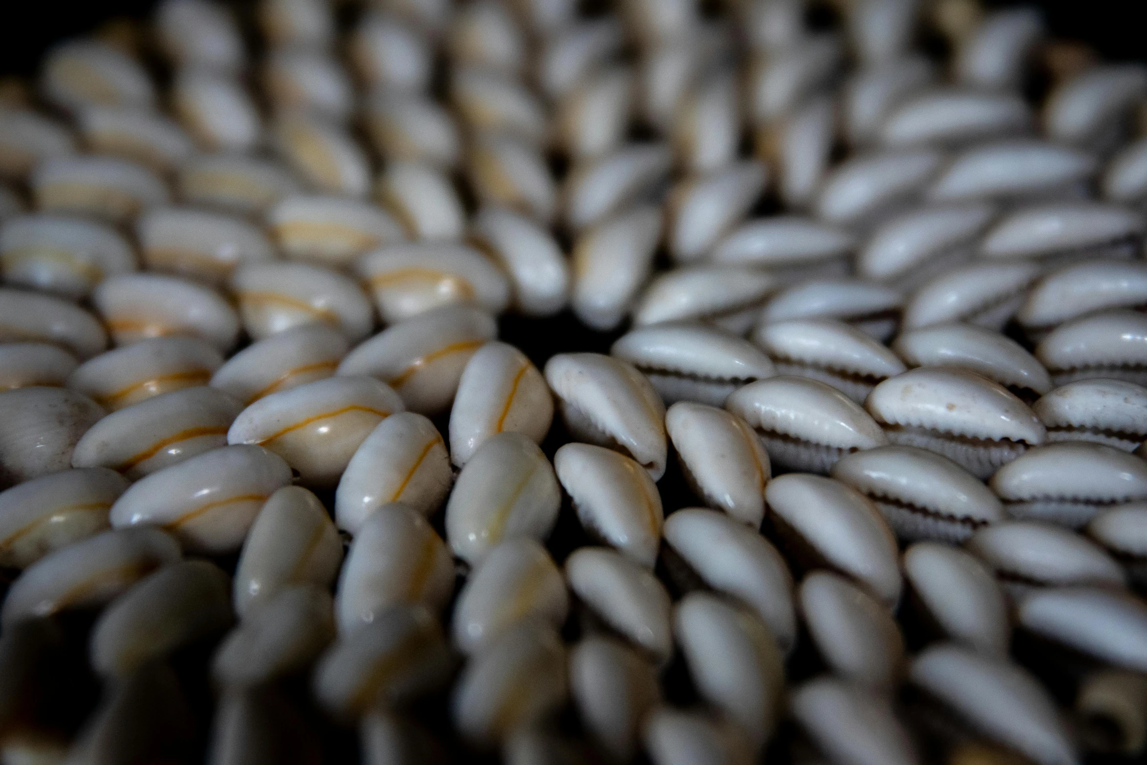 a circular cluster of small, white things in brown color