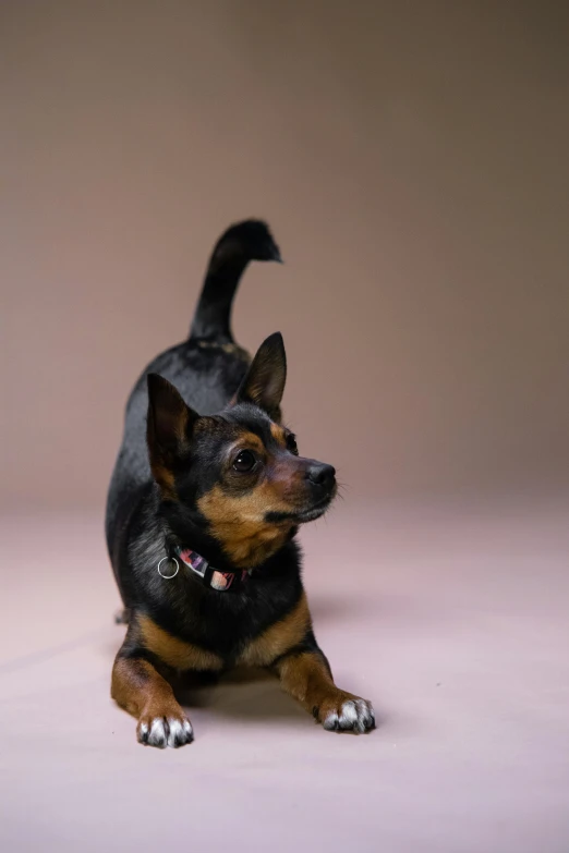 a small dog that is sitting on the ground