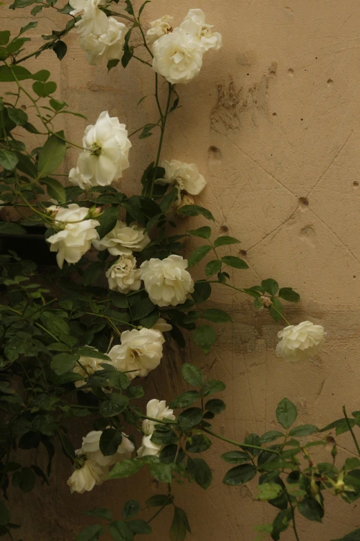 some white flowers growing out of the dirt