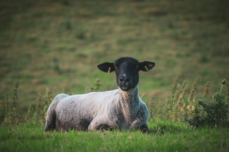 black faced sheep sits in the grass on a green field