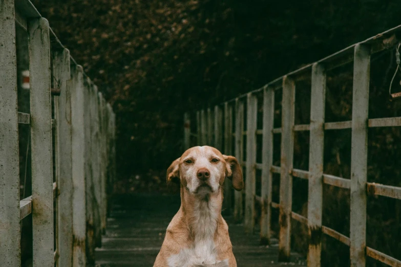 dog staring into camera, in a fenced area