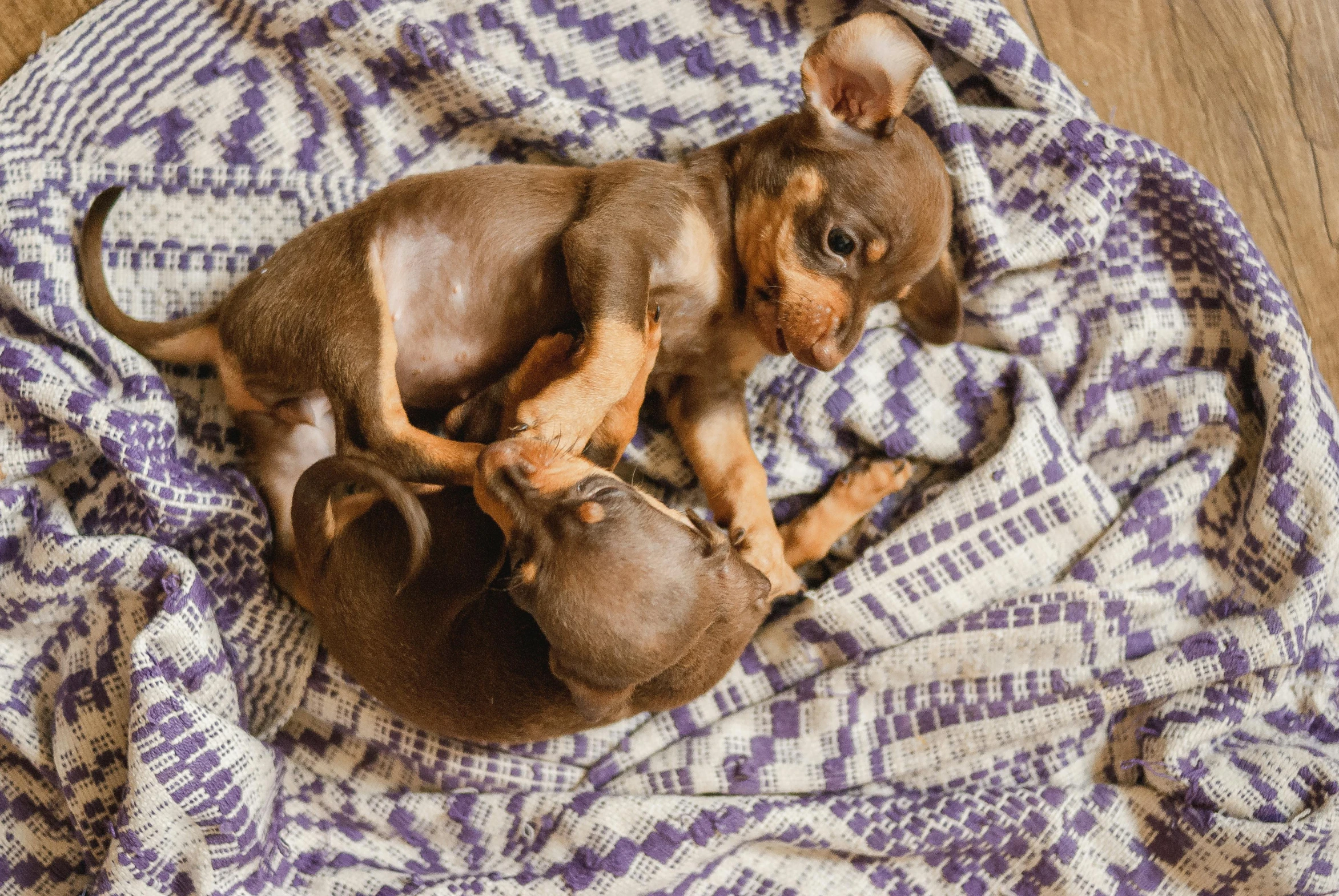 two small dogs lying on a checkered blanket