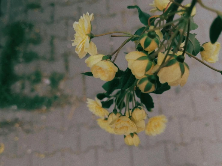 some yellow flowers are hanging on a tree