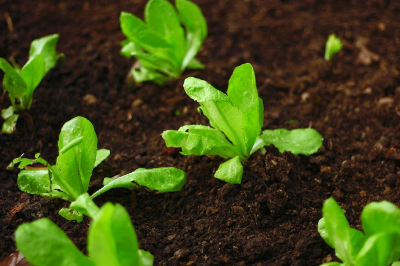 small leafy plants growing in a dirt bed