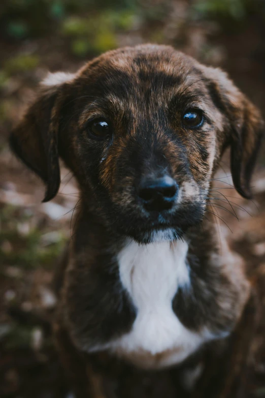 a dog sitting in the middle of dirt