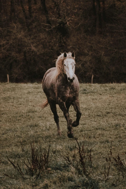 an image of a horse running in a field