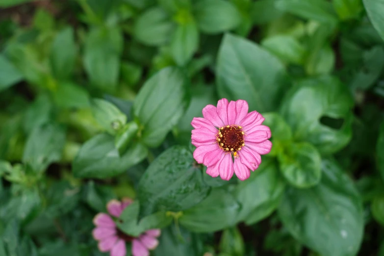 there is a pink flower growing out of some leaves