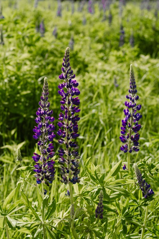 some purple flowers that are in the grass