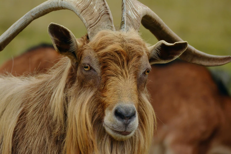 a brown goat with very long horns is standing