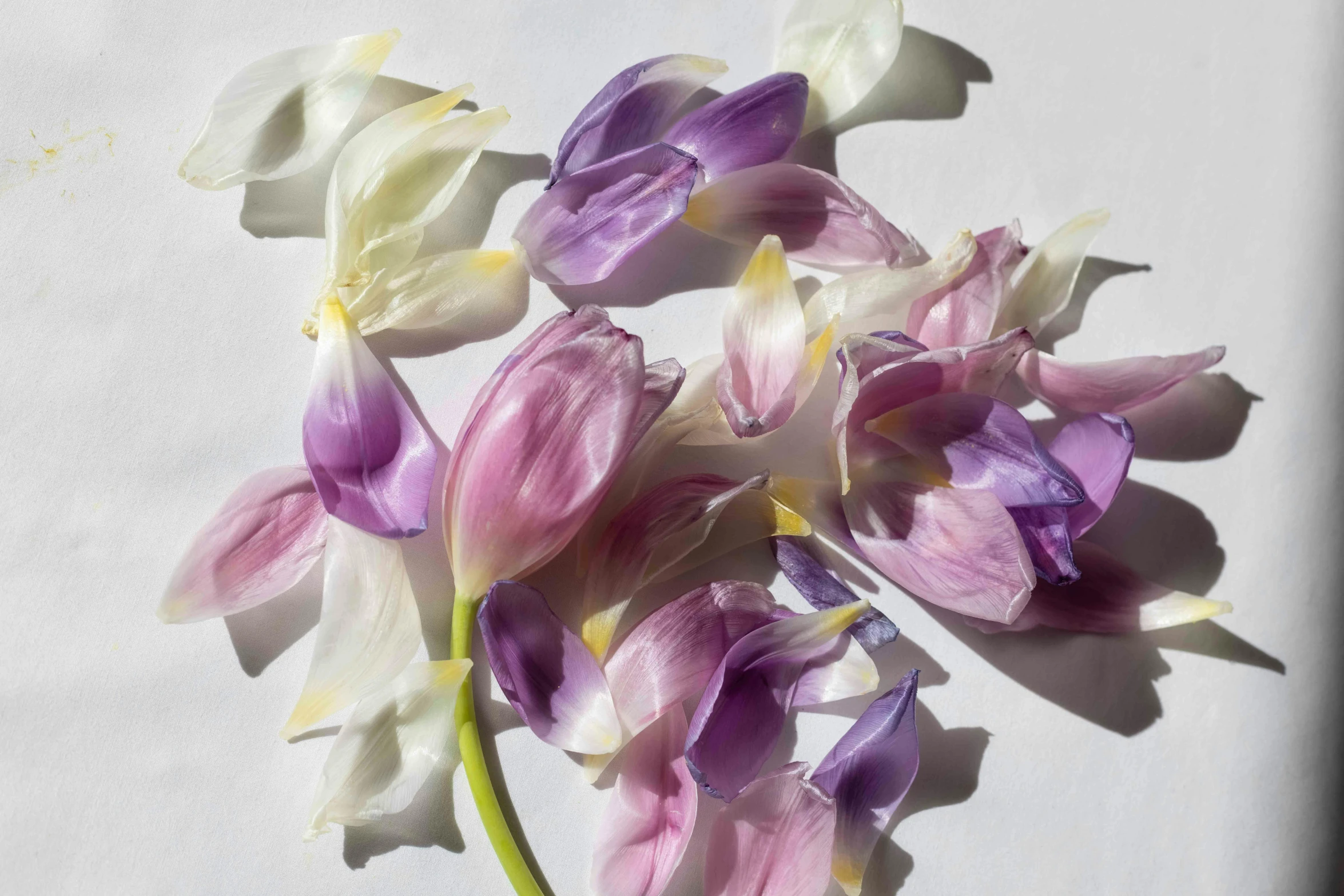 the bouquet is purple, white and yellow flowers