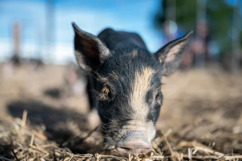 a pig looking at the camera through the straw