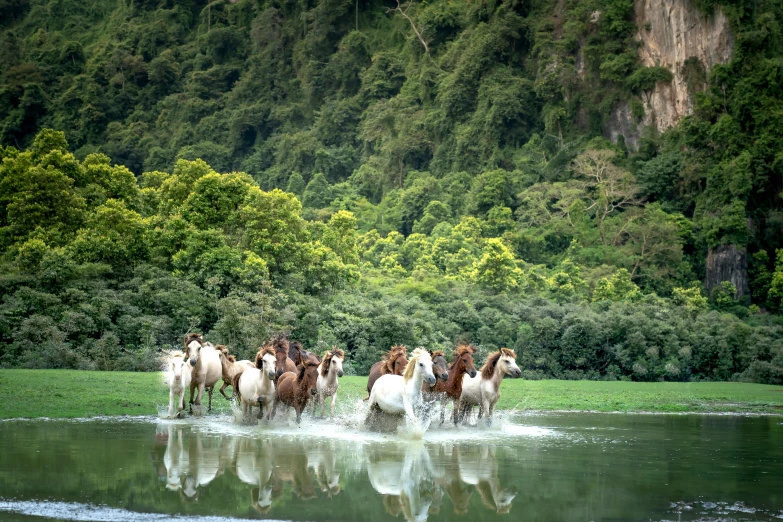 a group of horses walking into water in the grass