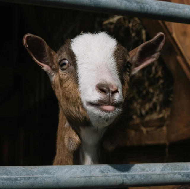 the baby goat is standing on the raised area