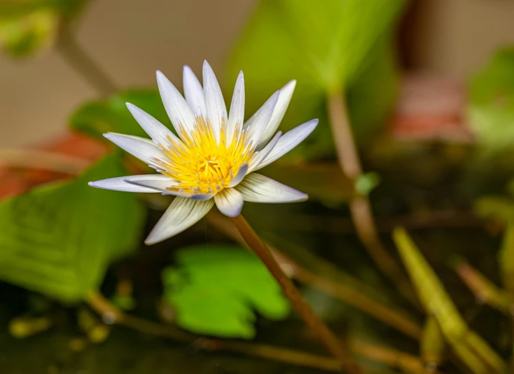 a blue and white lotus flower with green leaves around it