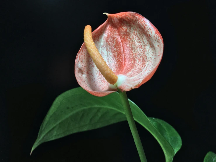 a pink flower with some green leaves around it