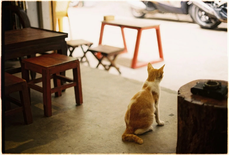 the orange cat is looking out of the window