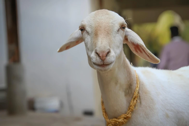 a white goat wearing a chain around its neck