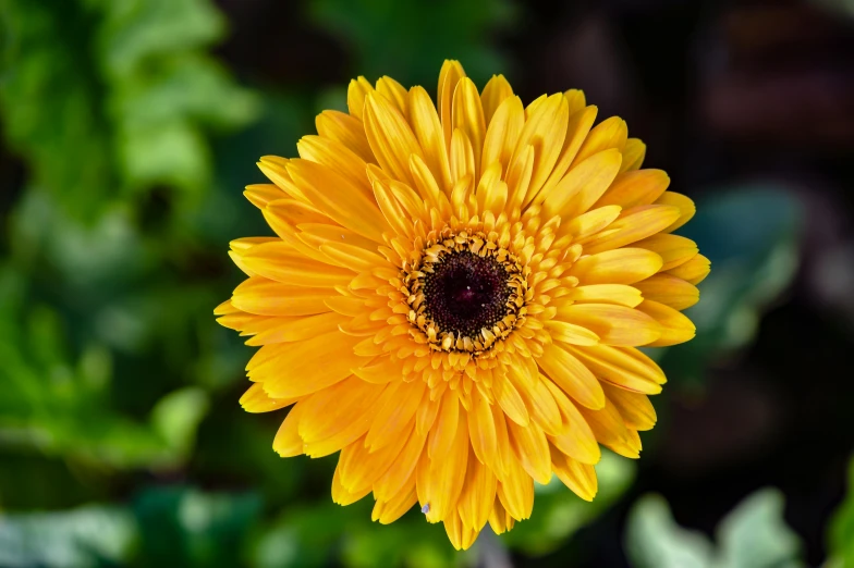 the large yellow flower is blooming in the forest