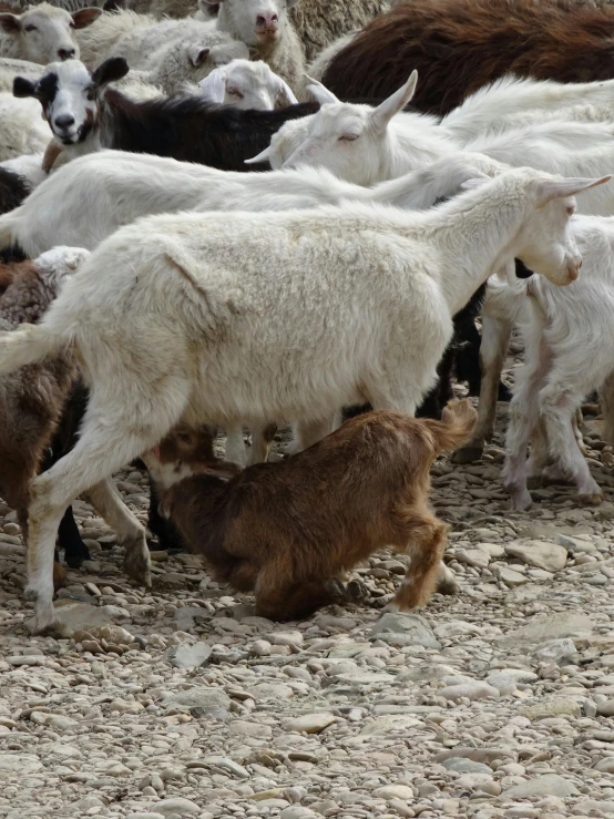 an image of a goat herding several goats