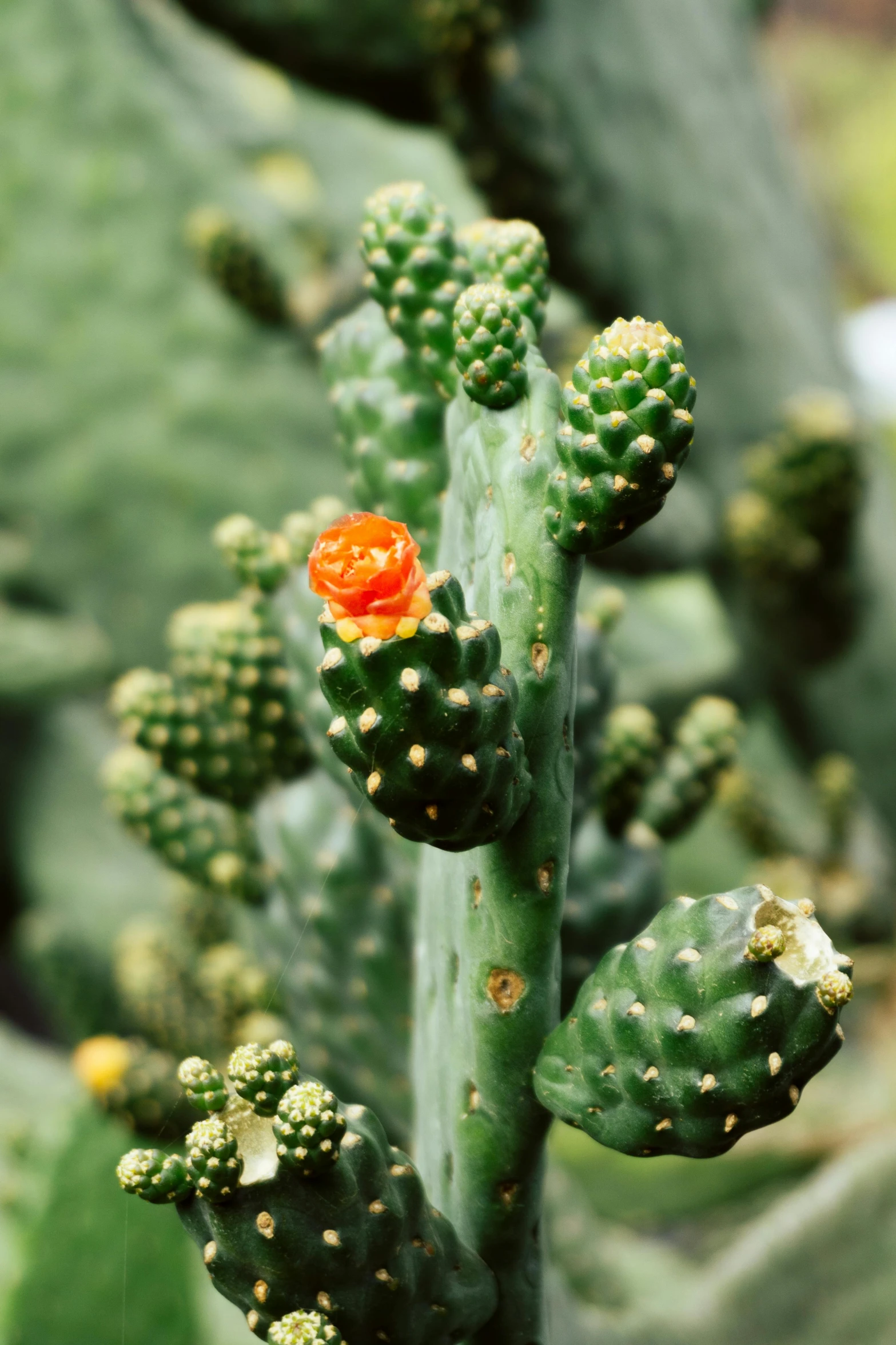 a closeup s of some very pretty green cactus