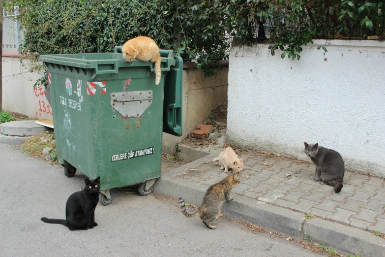 some cats and cats are sitting in a garbage bin