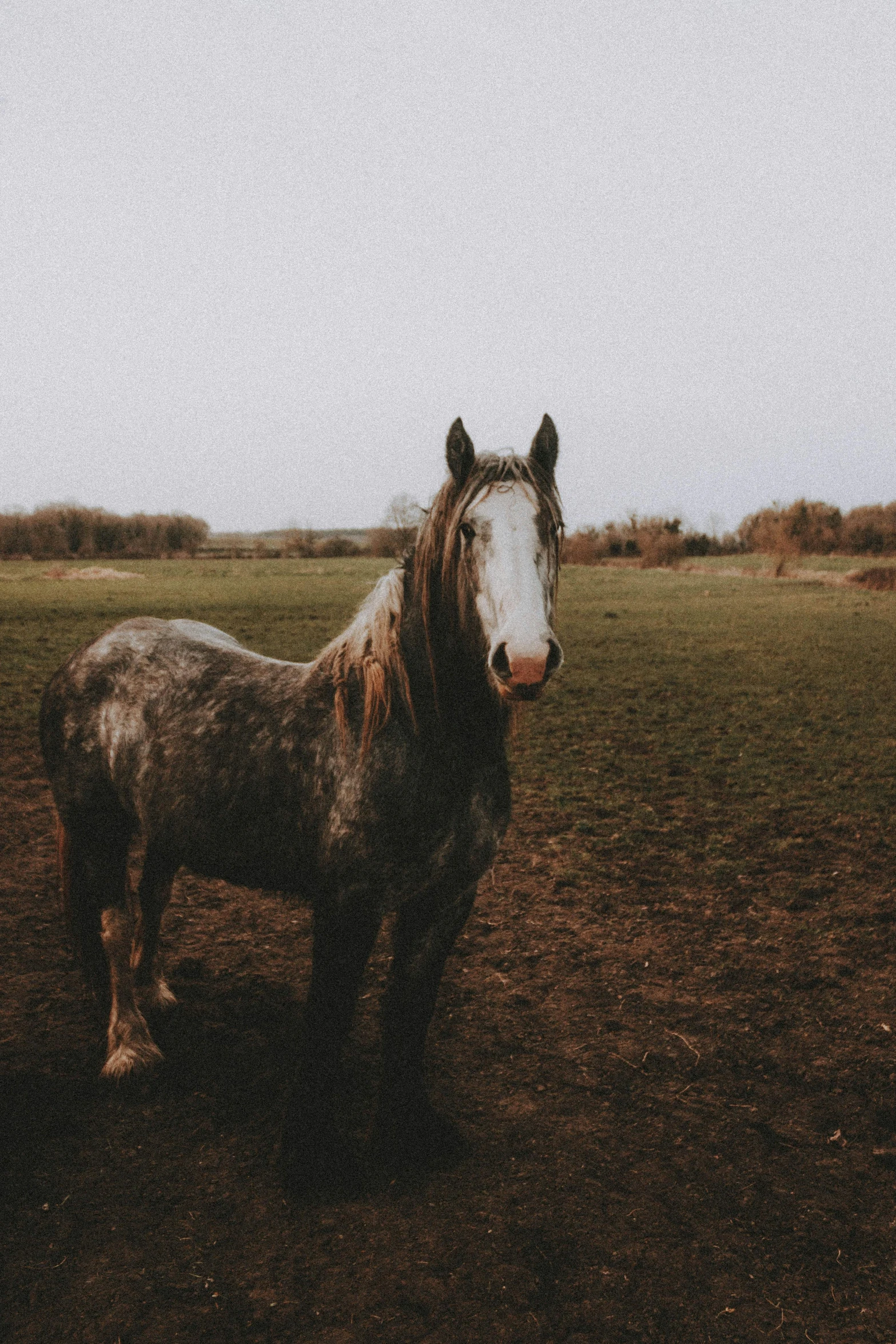 this is a picture of a horse in the grass