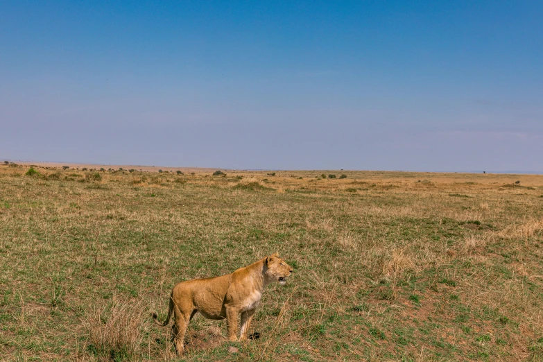 lion on the open grass looking at soing