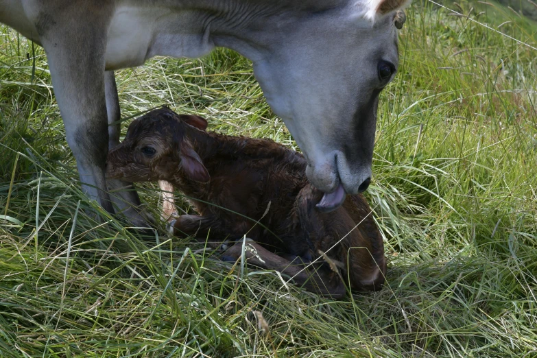 the calf is nursing from a mother in the pasture