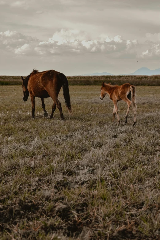 a couple of horses standing on top of a field