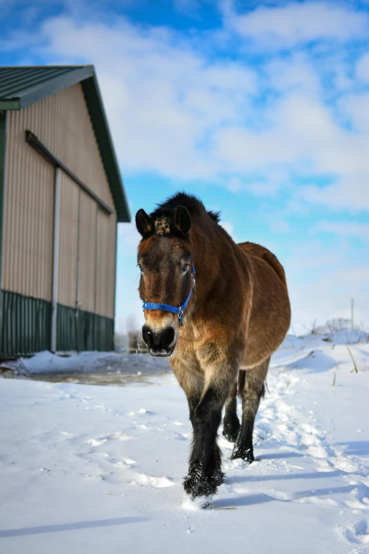 a horse walking through the snow past a barn