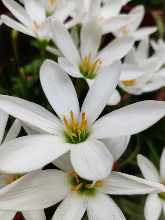 the white flowers are blooming very well in the garden