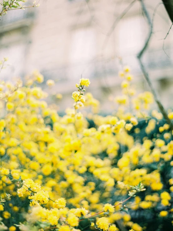 yellow flowers are in bloom in a garden