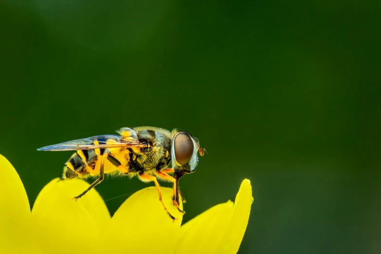 a fly on top of a yellow flower