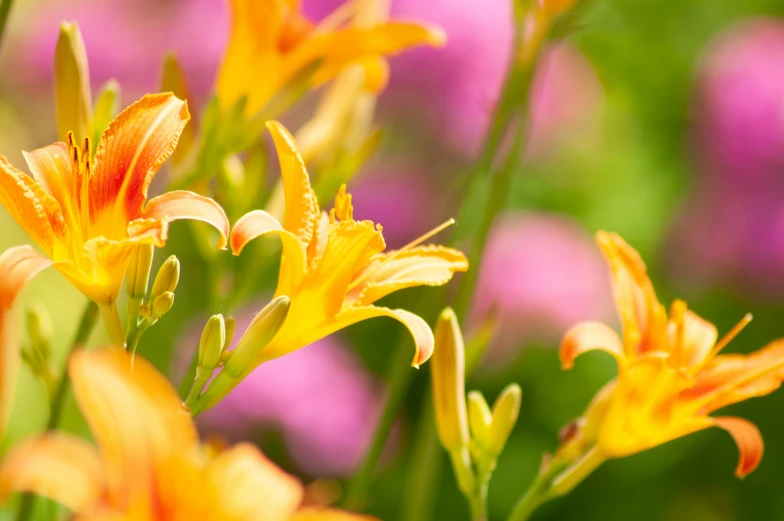 some pretty flowers with yellow leaves in the middle