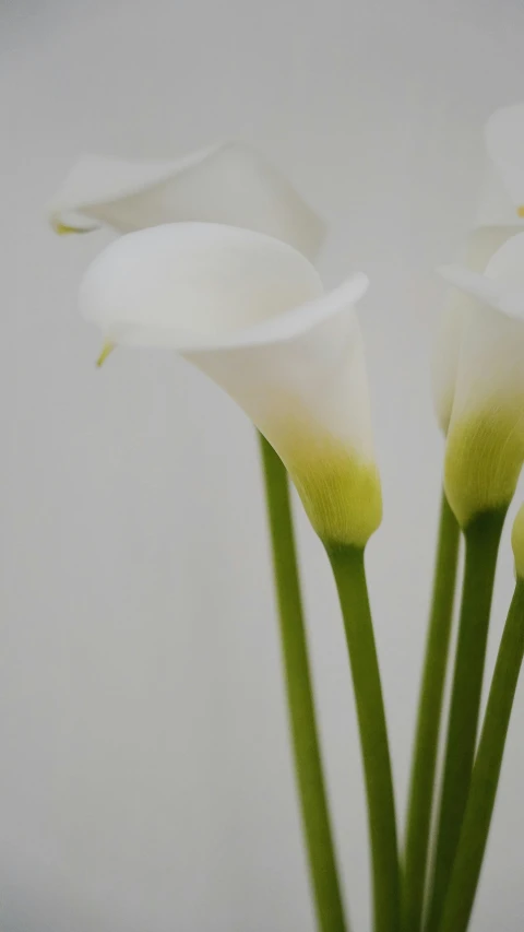 three white flowers in front of a gray background