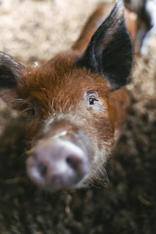 a closeup of the face of a pig