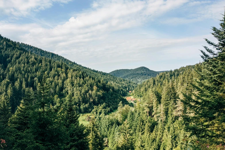 the trees are tall and green near the mountains